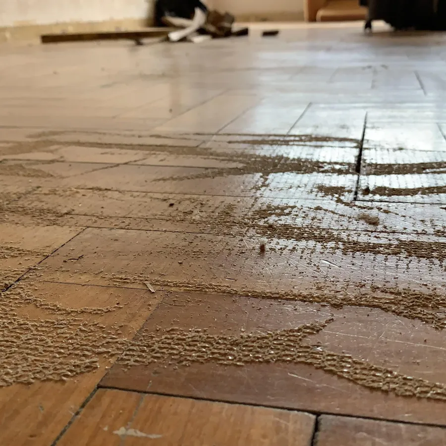 Retiro moquete y recuperación de piso de madera